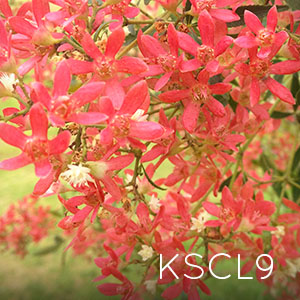 Photo of KSCL9 Christmas Bush